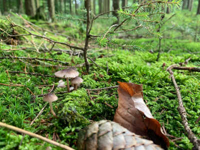 Pilze