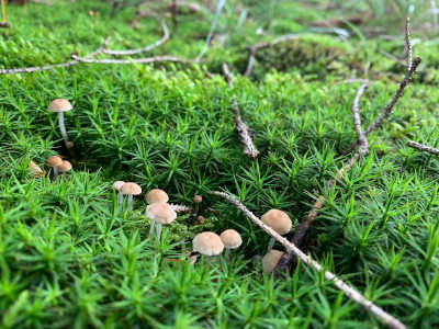 Pilze