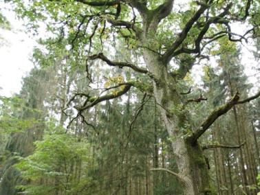 Waldmariechen